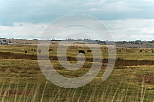Cows Grazing in Autumn Pasture near Marshes, Isle of Sheppey, UK