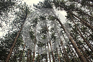 Peaceful scene in the forest, looking up through a copse of trees to sky beyond