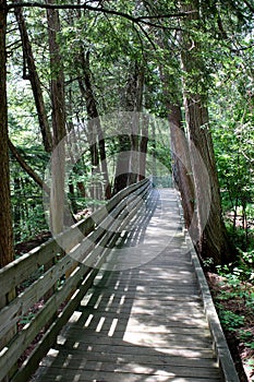 Peaceful scene of long handcrafted walkway through the woods