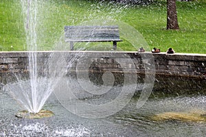 Peaceful scene of mallard ducks sunning themselves at water fountain with bench for sitting