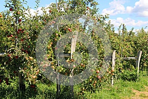 Peaceful scene of old gray fences and apple trees