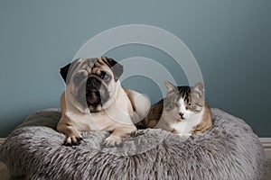 Peaceful scene with pug and cat lounging on a gray cushion
