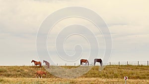 Peaceful scenery with chestnut horses pasturing against the sky