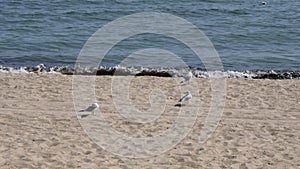 Peaceful seascape with nobody and seagulls at shoreline beach sand