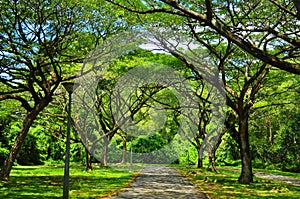 Peaceful and serene walkway at Pasir Ris park