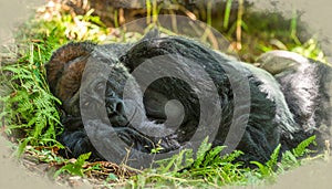 Peaceful Silverback Gorilla Resting in Nature
