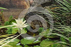 Peaceful single white water at rest in a koi pond