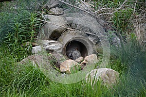 Peaceful sleep Arctic Fox