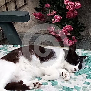 A peaceful sleeping black and white cat  with a rambling rose