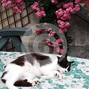 A peaceful sleeping black and white cat  with a rambling rose
