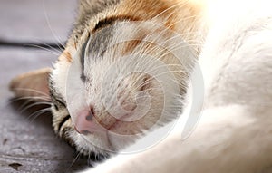 Peaceful Sleeping Cat on The Wooden Floor