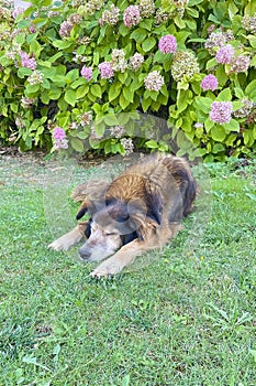 A Peaceful Slumbering Dog Amidst Nature\'s Embrace
