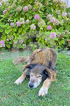 A Peaceful Slumbering Dog Amidst Nature\'s Embrace