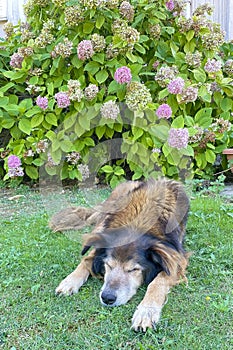 A Peaceful Slumbering Dog Amidst Nature\'s Embrace