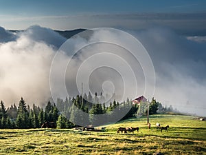 Peaceful spring summer image with horses grazing on the mountains