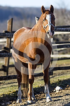 Peaceful stallion stands in winter corral