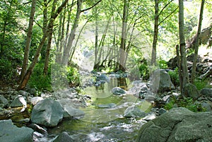 Peaceful Stream