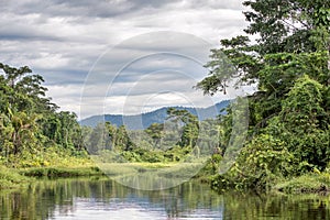Peaceful stream in the Amazon rainforest