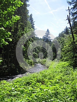 Peaceful Stream in an Evergreen Forest in Oregon