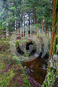 A peaceful stream flowing beneath a rustic wooden bridge amid trees in a picnic park on Terceira Island.