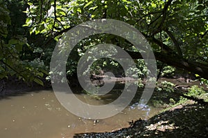 Peaceful stream in the forest