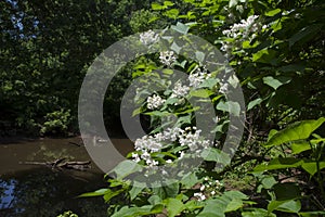 Peaceful stream in the forest with tree in bloom