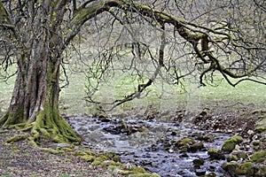 Peaceful stream running in Lake District