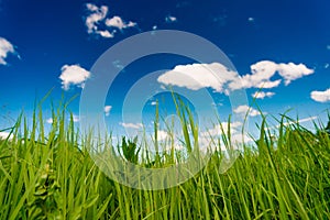 Peaceful summer rural landscape