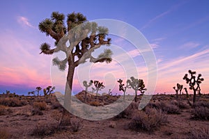 Peaceful sunset view of Joshua Tree National Park, California, featuring the iconic Joshua Trees