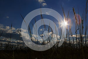 Peaceful sunshine in the foreground grass.