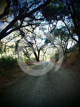 Peaceful Trail into the California Woods