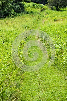 A Peaceful Trail Through a Mountain Meadow