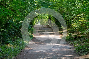 A peaceful tranquil path or trail into the empty forest pressing into nature, persevering, challenging, and conceptually pressing