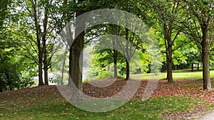 Peaceful tranquil tree setting ground with dead leaves