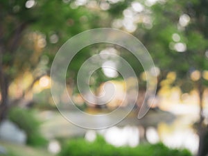 Peaceful tree line in the park