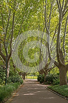 Peaceful tree lined path at Royal Botanic Gardens during Autumn