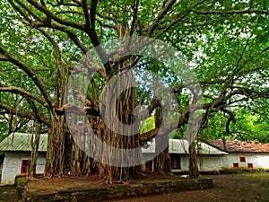 Peaceful tree.Old tree with big roots in green jungle.