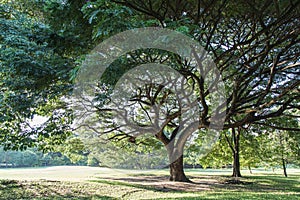 Peaceful tree (Rot Fai Park) in Thailand