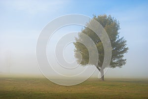 Peaceful tree in rural field