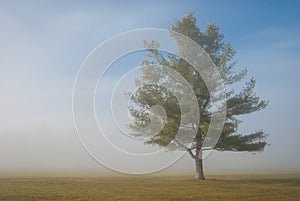 Peaceful tree in rural field