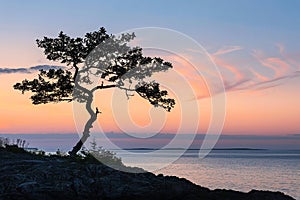 Peaceful Tree Silhouette at Sunset. Peaceful location. Generative AI Illustration.