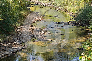 Peaceful Trout Stream