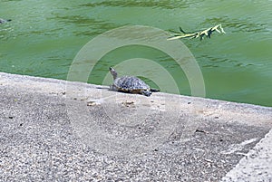 Peaceful turtle taking a sunbath in Rome, Italy