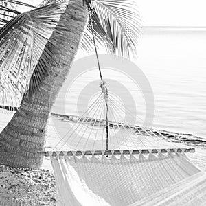 Peaceful Vacation Hammock Black and White