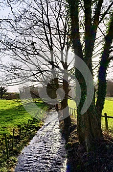 Tree lined stream in Cartmel, Cumbria