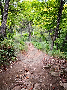 Peaceful walking on the forest