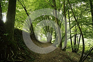 Peaceful walking path surrounded by tall green trees