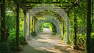 A peaceful walkway adorned with vibrant vines and towering trees, creating a picturesque scenery, A dappled light and shadow path