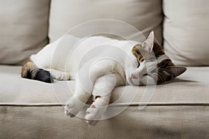 A peaceful white and brown cat dozing on a pristine couch, exuding tranquility with outstretched paws