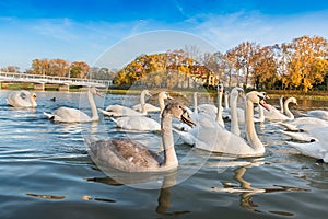 Peaceful white swans floating on the river near bridge in autumn